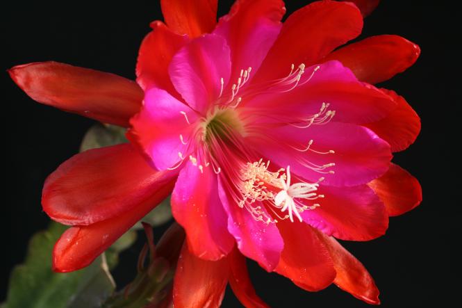 Epicactus-Hybriden Beyond Perfection 