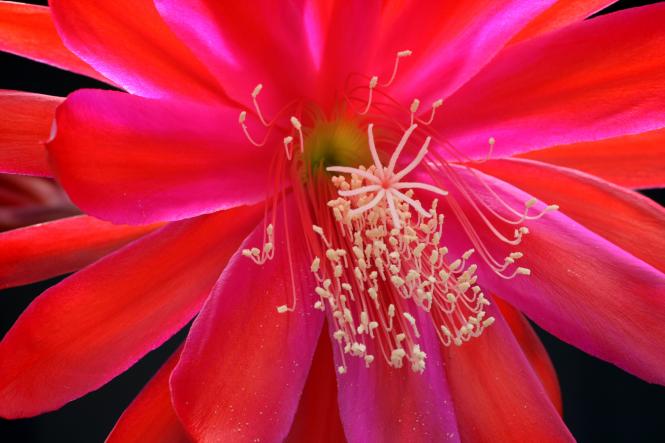 Epicactus-Hybriden Black Light 