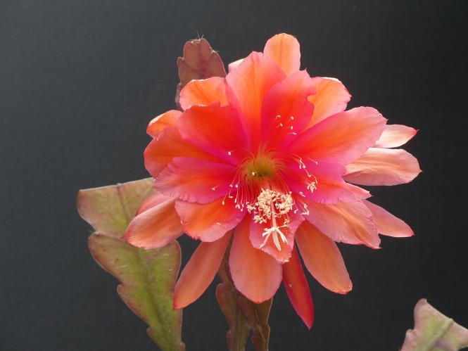 Epicactus-Hybriden Bold Venture 