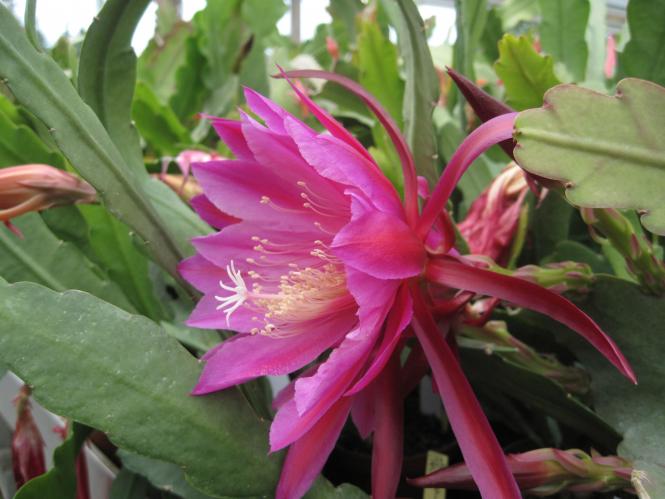 Epicactus-Hybriden Bolero 