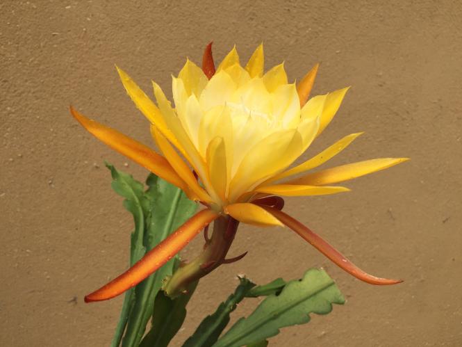 Epicactus-Hybriden Brakenhof 