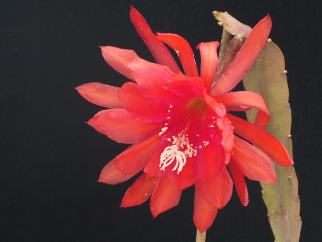 Epicactus-Hybriden Campfire 