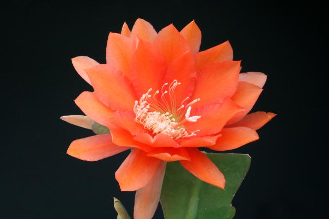 Epicactus-Hybriden Capt. W. Weston 