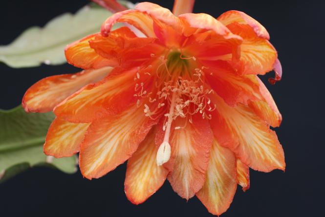 Epicactus-Hybriden Carnival 