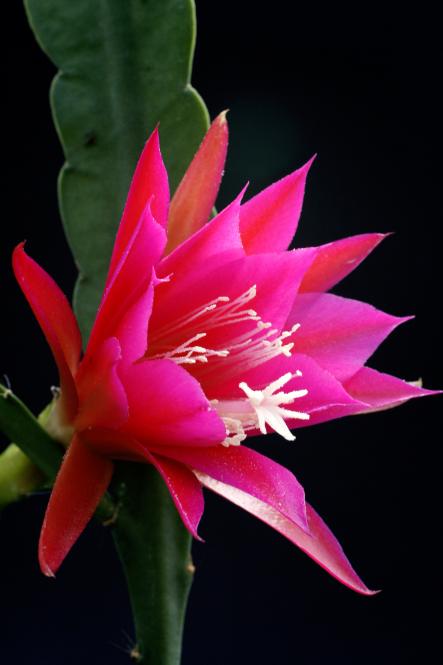 Epicactus-Hybriden Cassi Paetz 