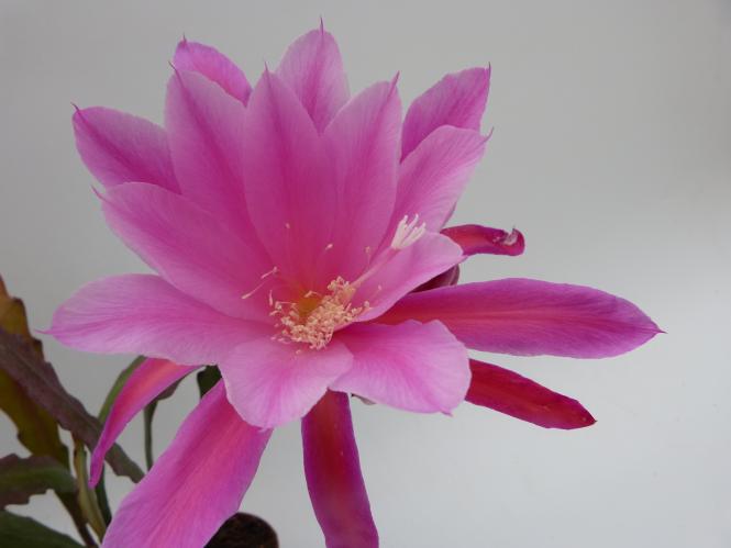 Epicactus-Hybriden Cattleya 