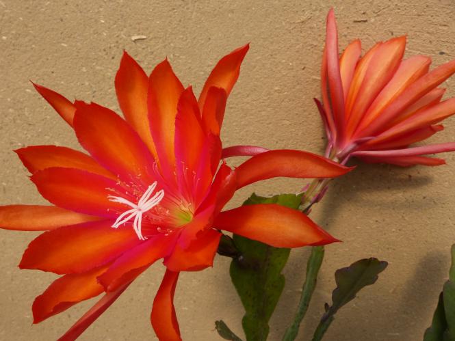 Epicactus-Hybriden Cherokee Chief 