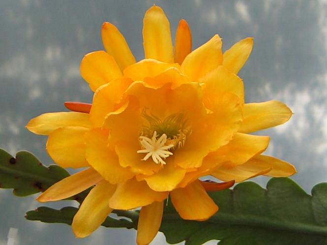 Epicactus-Hybriden Chiba Lovely Dawn 