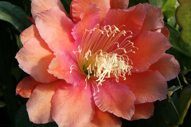 Epicactus-Hybriden Chiba Queen 