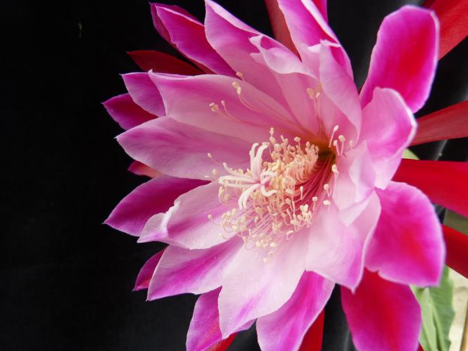 Epicactus-Hybriden China Bowl 