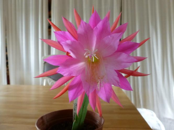 Epicactus-Hybriden Chiyo Matsumiya 