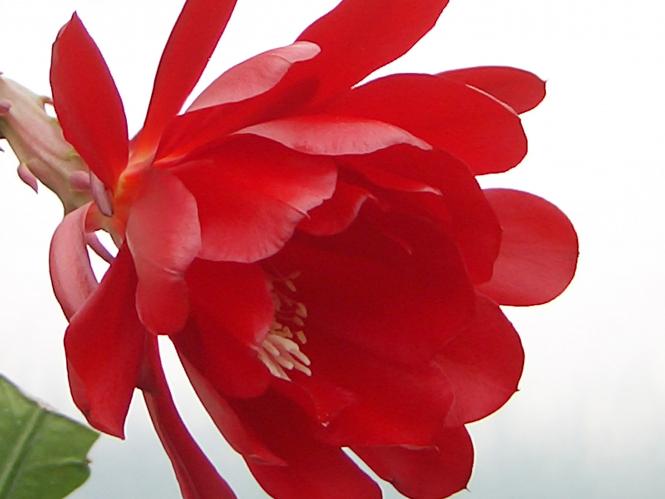 Epicactus-Hybriden Clara Ann 