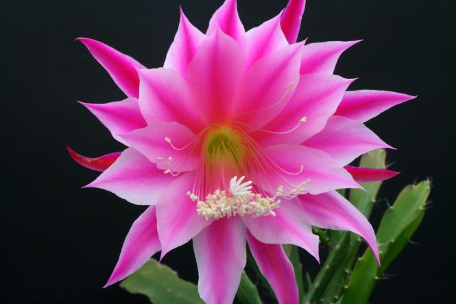 Epicactus-Hybriden Cleo Paetz 