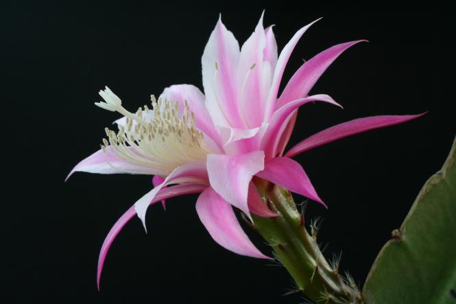 Epicactus-Hybriden Cleopatra Paetz 