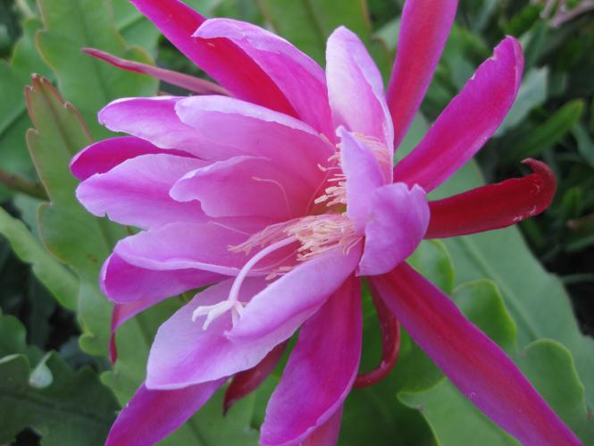 Epicactus-Hybriden Climax 