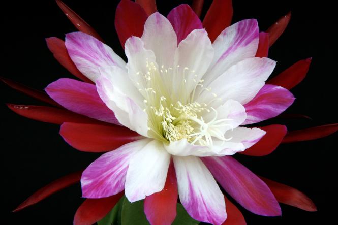 Epicactus-Hybriden Clown 