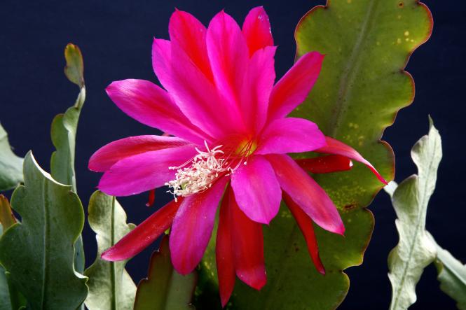 Epicactus-Hybriden Conways Giant 