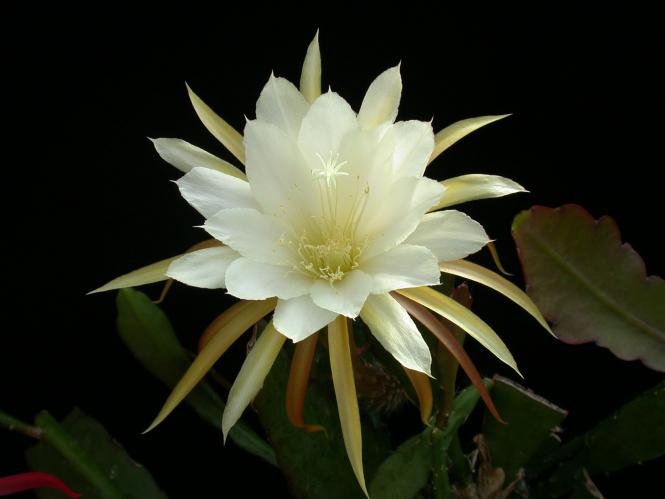 Epicactus-Hybriden Cooperi 