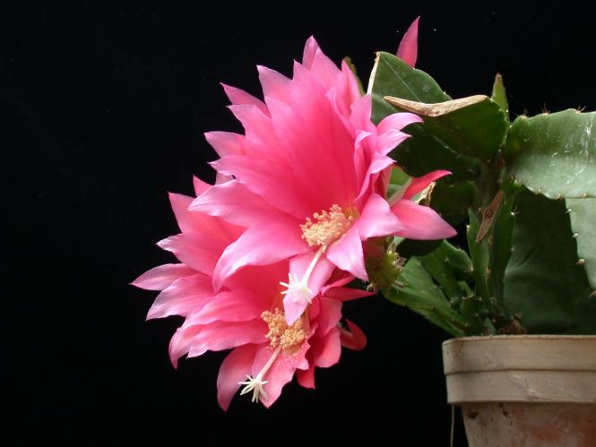 Epicactus-Hybriden Cora 