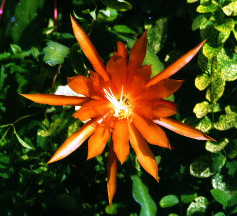 Epicactus-Hybriden Corinna Paetz 