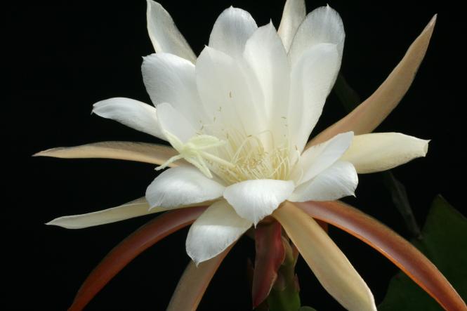 Epicactus-Hybriden Dancing Doll 