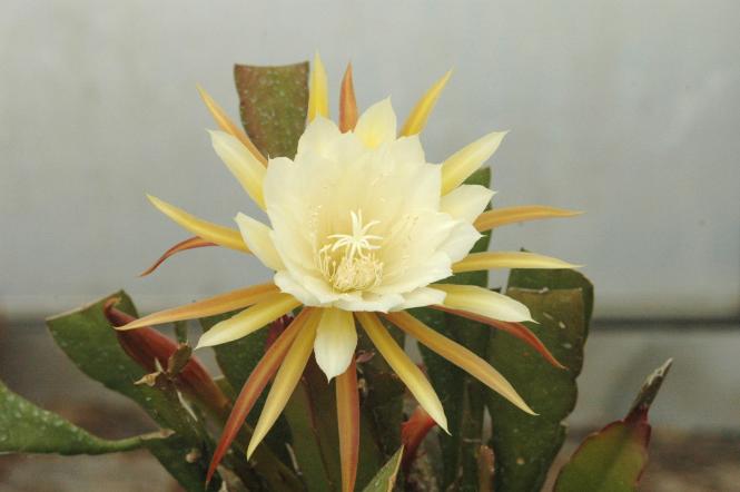 Epicactus-Hybriden Daola 