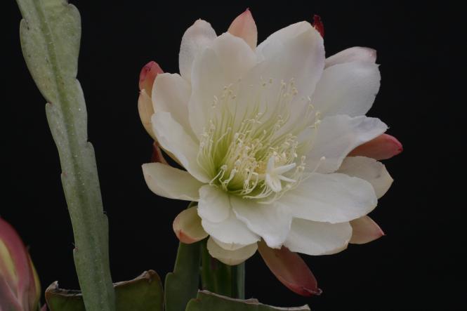 Epicactus-Hybriden Deutschland 