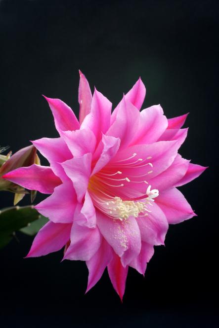 Epicactus-Hybriden Dolly Paetz 