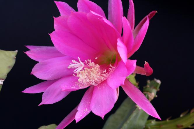 Epicactus-Hybriden Donna Diana 