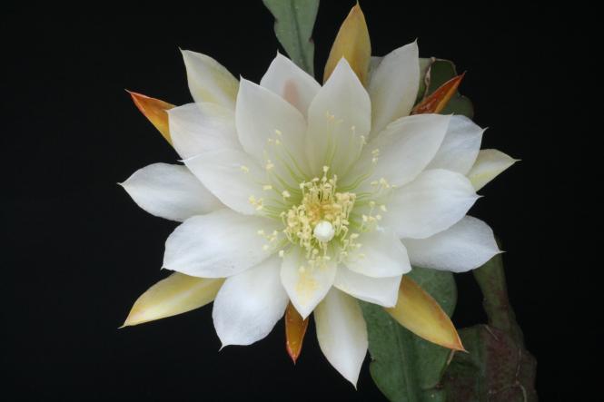 Epicactus-Hybriden Eden 