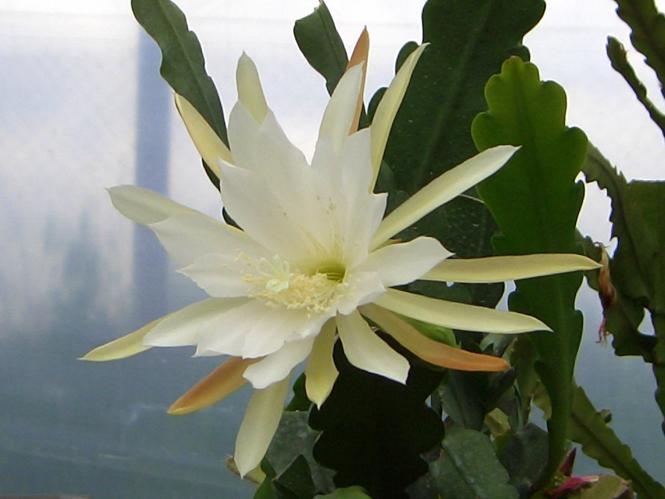 Epicactus-Hybriden Elfenbein 