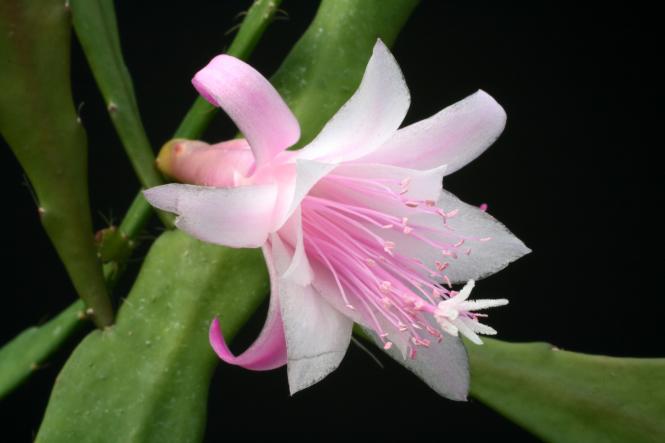 Epicactus-Hybriden Elfi Paetz 