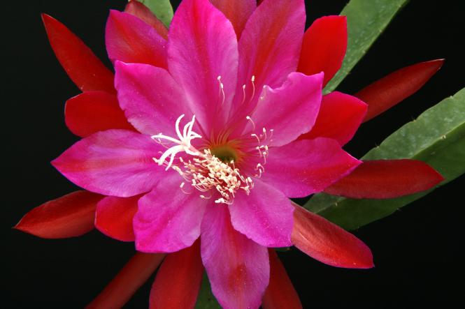 Epicactus-Hybriden Erika Söhlemann 