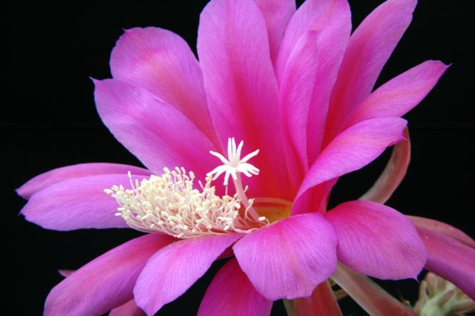 Epicactus-Hybriden Erlauer Kind 