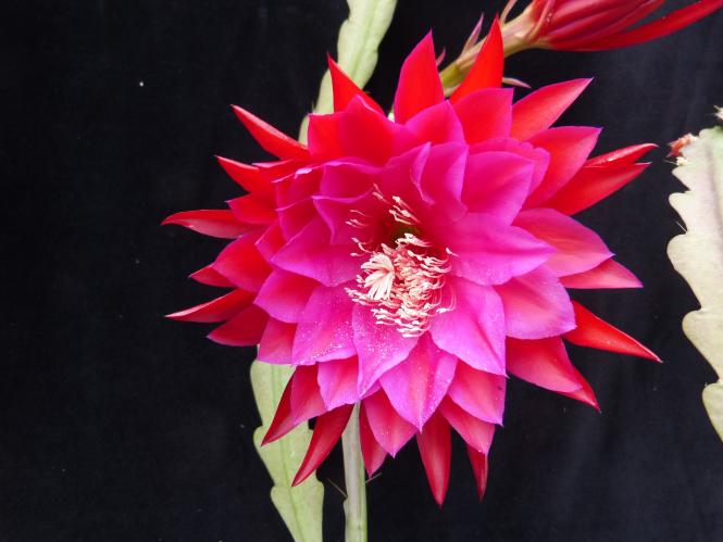 Epicactus-Hybriden Falling in Love 