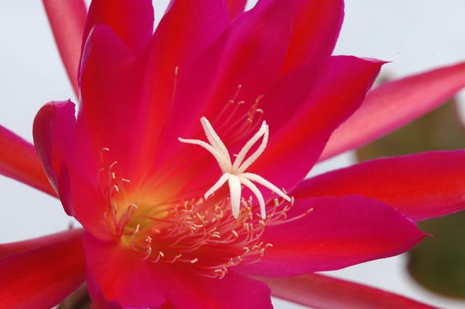 Epicactus-Hybriden Farbenpracht 