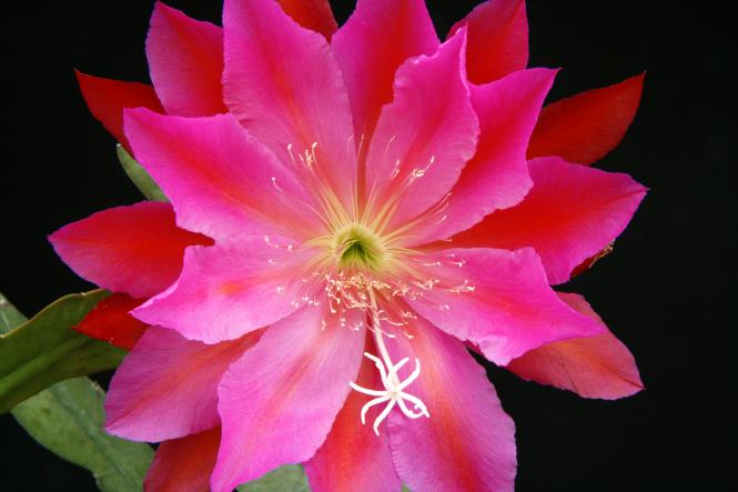 Epicactus-Hybriden Feather Queen 