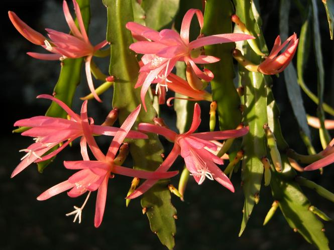 Epicactus-Hybriden Felcino Fairy ESA13155 