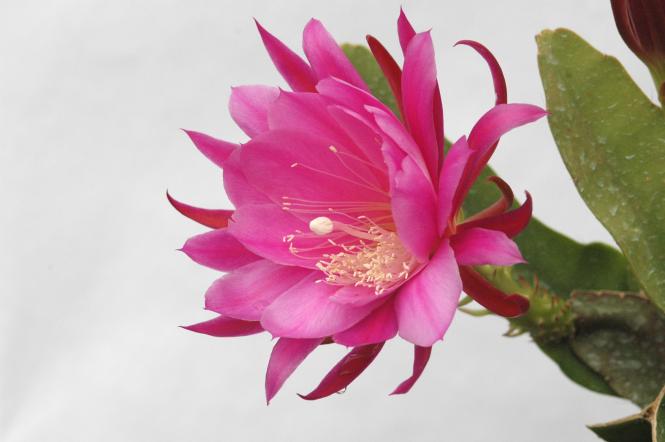 Epicactus-Hybriden Festgeschenk 