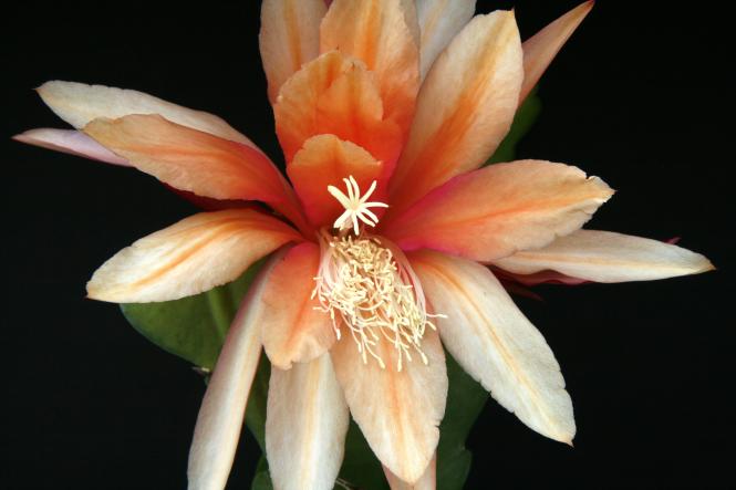 Epicactus-Hybriden Flaming Passion 