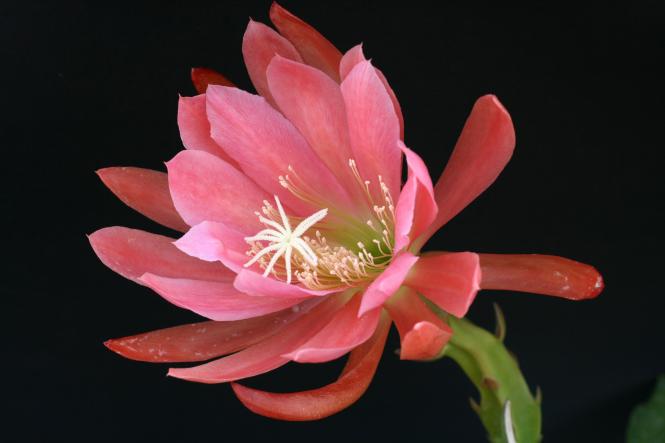 Epicactus-Hybriden Flirtation 