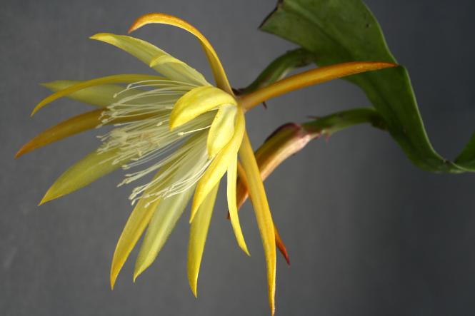 Epicactus-Hybriden Fluid Gold 