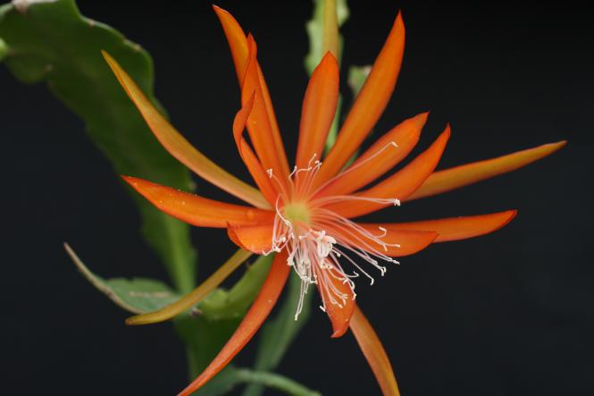 Epicactus-Hybriden Fluid Orange 