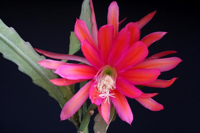 Epicactus-Hybriden Fortune Teller 