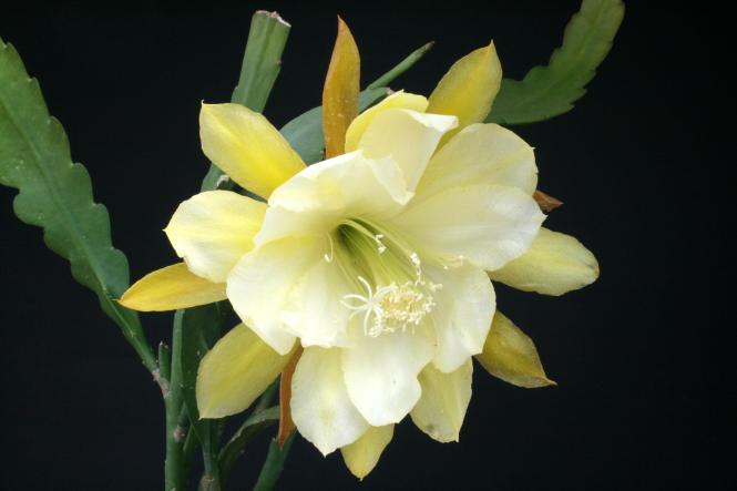 Epicactus-Hybriden Frances C. 