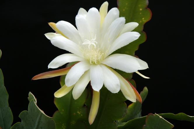 Epicactus-Hybriden Frau Gretchen Steudte 