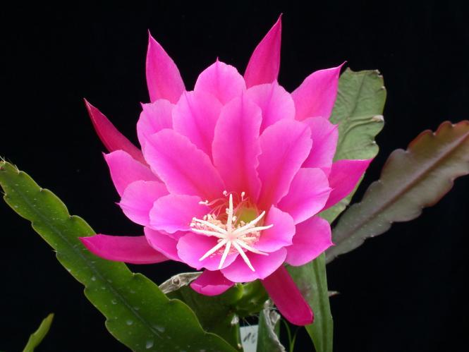 Epicactus-Hybriden Fred Paetz 