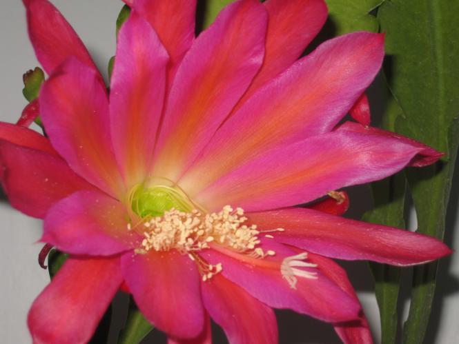 Epicactus-Hybriden Freibeuter 