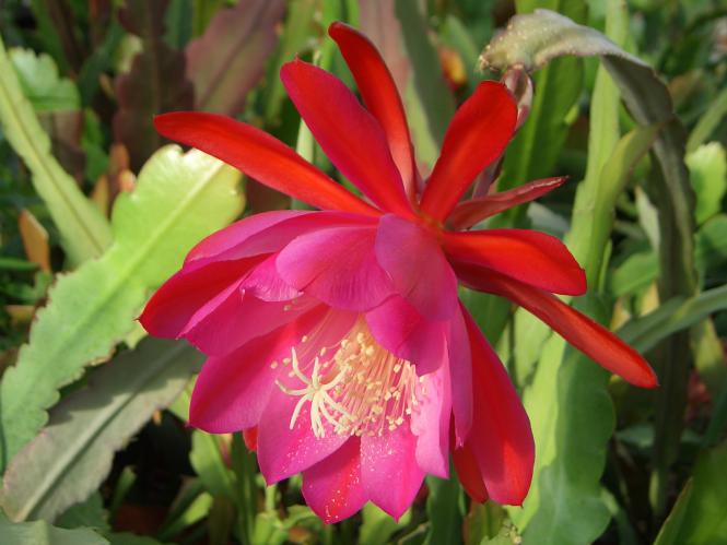 Epicactus-Hybriden French Cabaret 