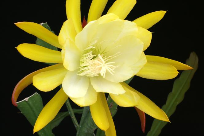 Epicactus-Hybriden French Gold 